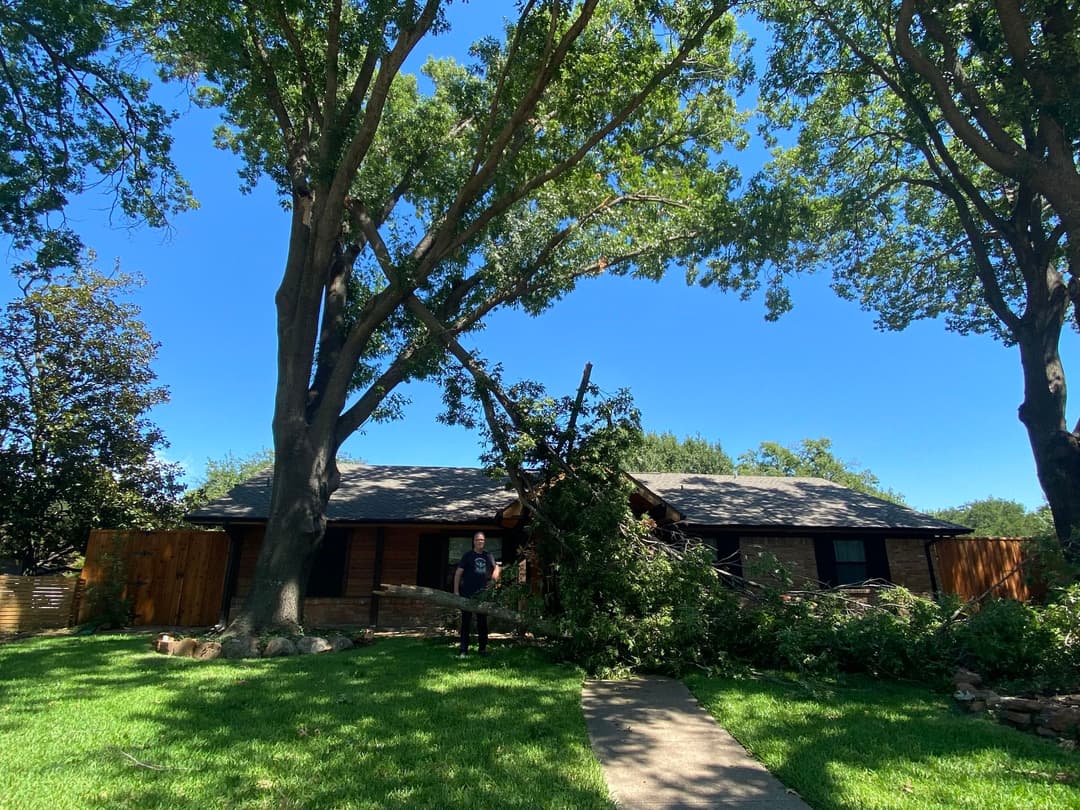 Home with fallen tree in front yard, sunny day, clear blue sky, and lush green grass.