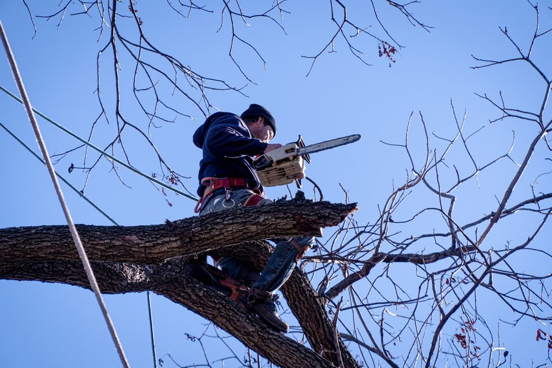 Tree worker using chainsaw to prune branches against a clear blue sky. Safety gear visible.